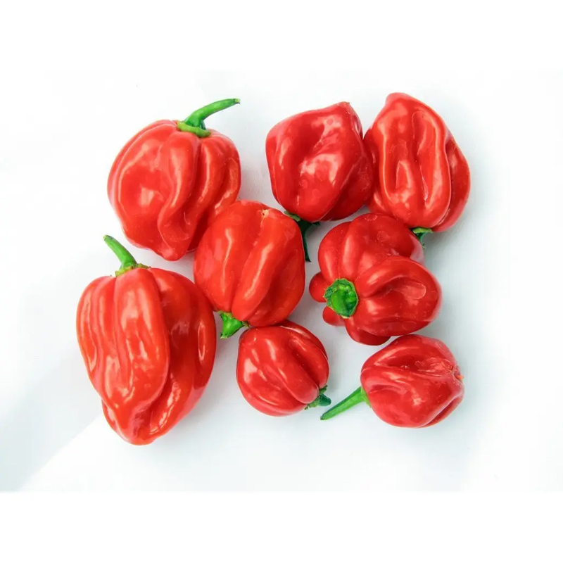 Scotch bonnet (Hot pepper) 1Kg