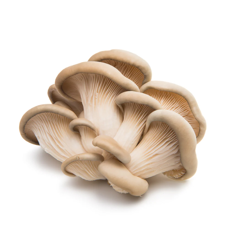 Oyster Mushroom 500g